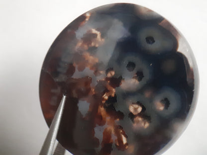 Natural blue and brown Agate - 38.948 ct - round - rare sumatra palm root agate - Natural Gems Belgium