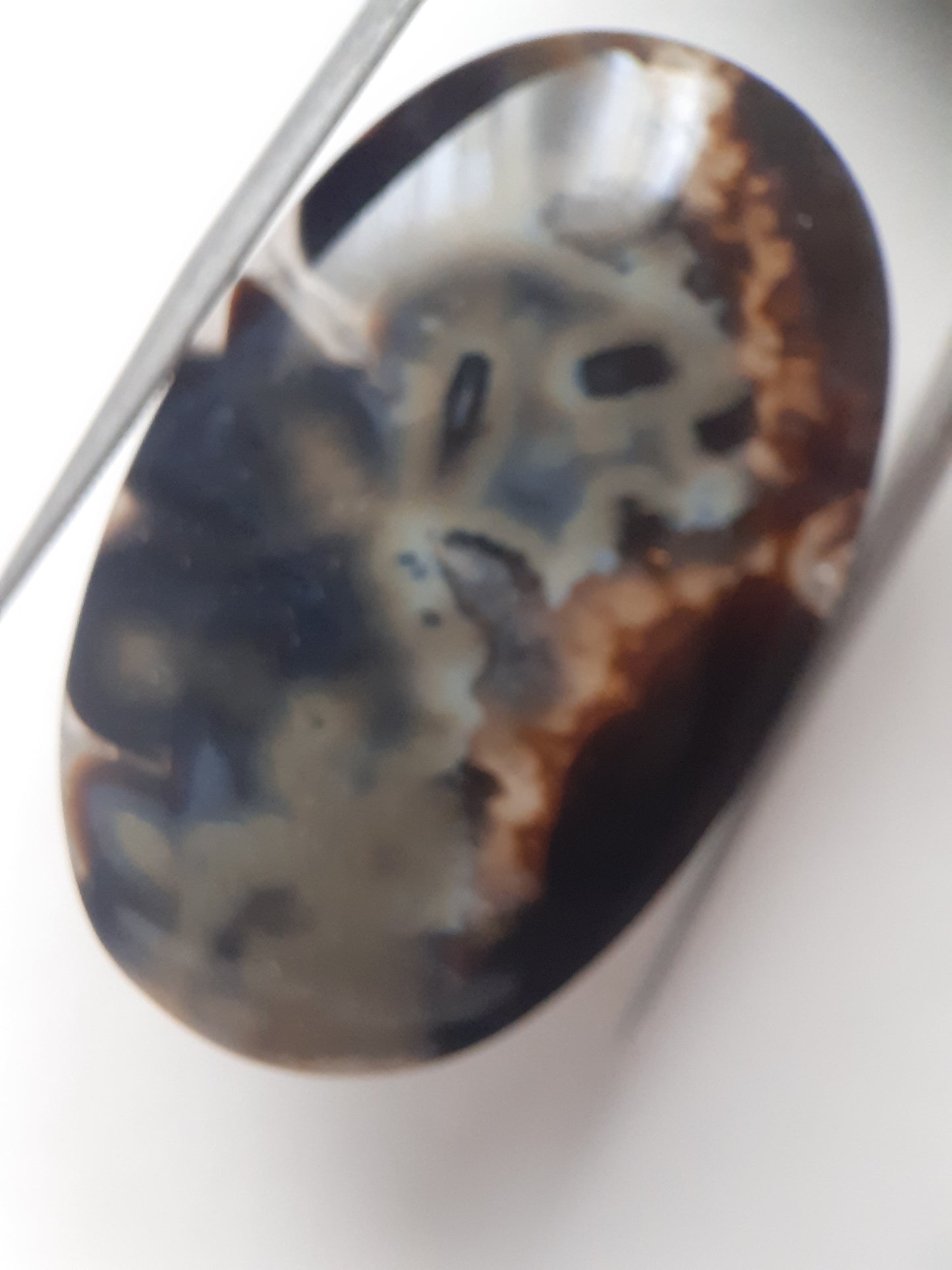 Natural blue and brown Agate - 41.153 ct - oval - rare sumatra palm root agate - Natural Gems Belgium