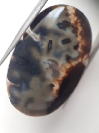 Natural blue and brown Agate - 41.153 ct - oval - rare sumatra palm root agate - Natural Gems Belgium