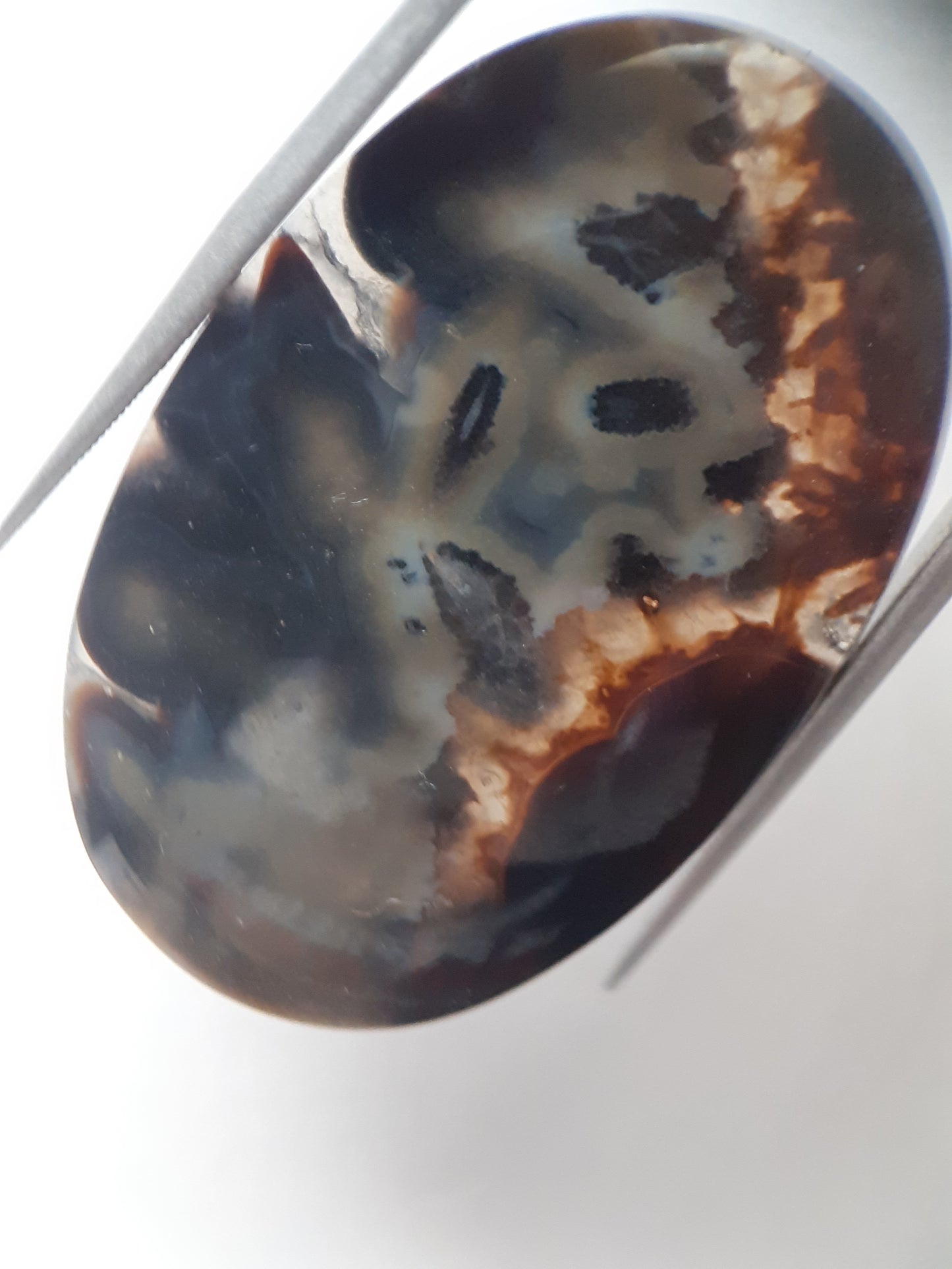 Natural blue and brown Agate - 41.153 ct - oval - rare sumatra palm root agate - Natural Gems Belgium