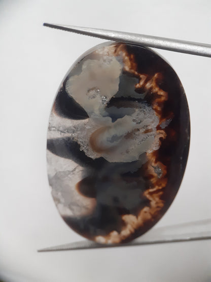 Natural blue and brown Agate - 42.124 ct - oval - rare sumatra palm root agate - Natural Gems Belgium