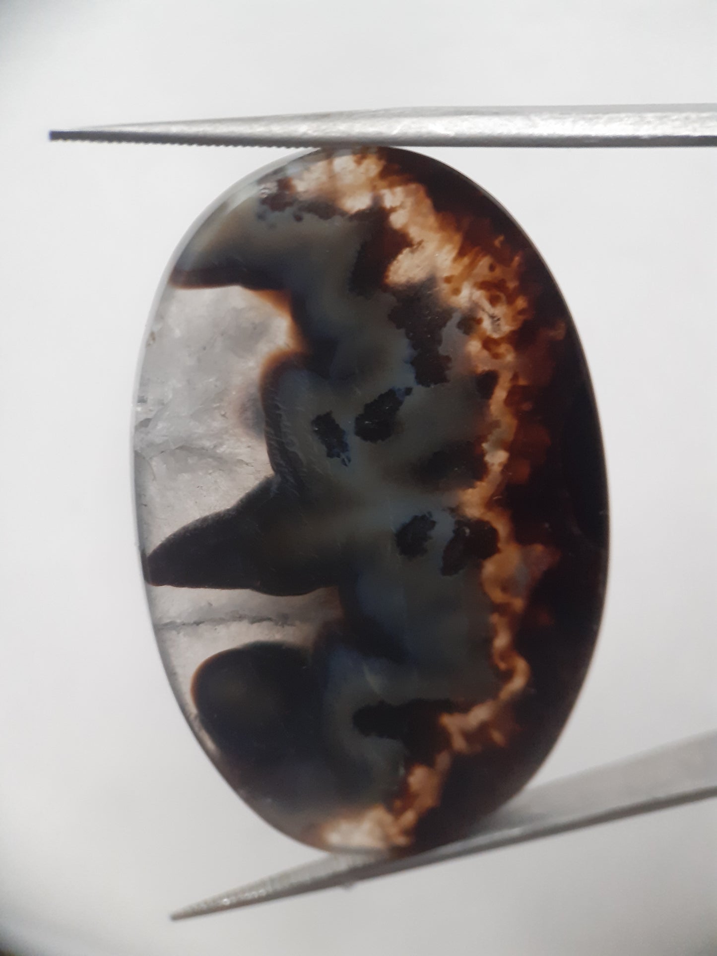 Natural blue and brown Agate - 42.124 ct - oval - rare sumatra palm root agate - Natural Gems Belgium