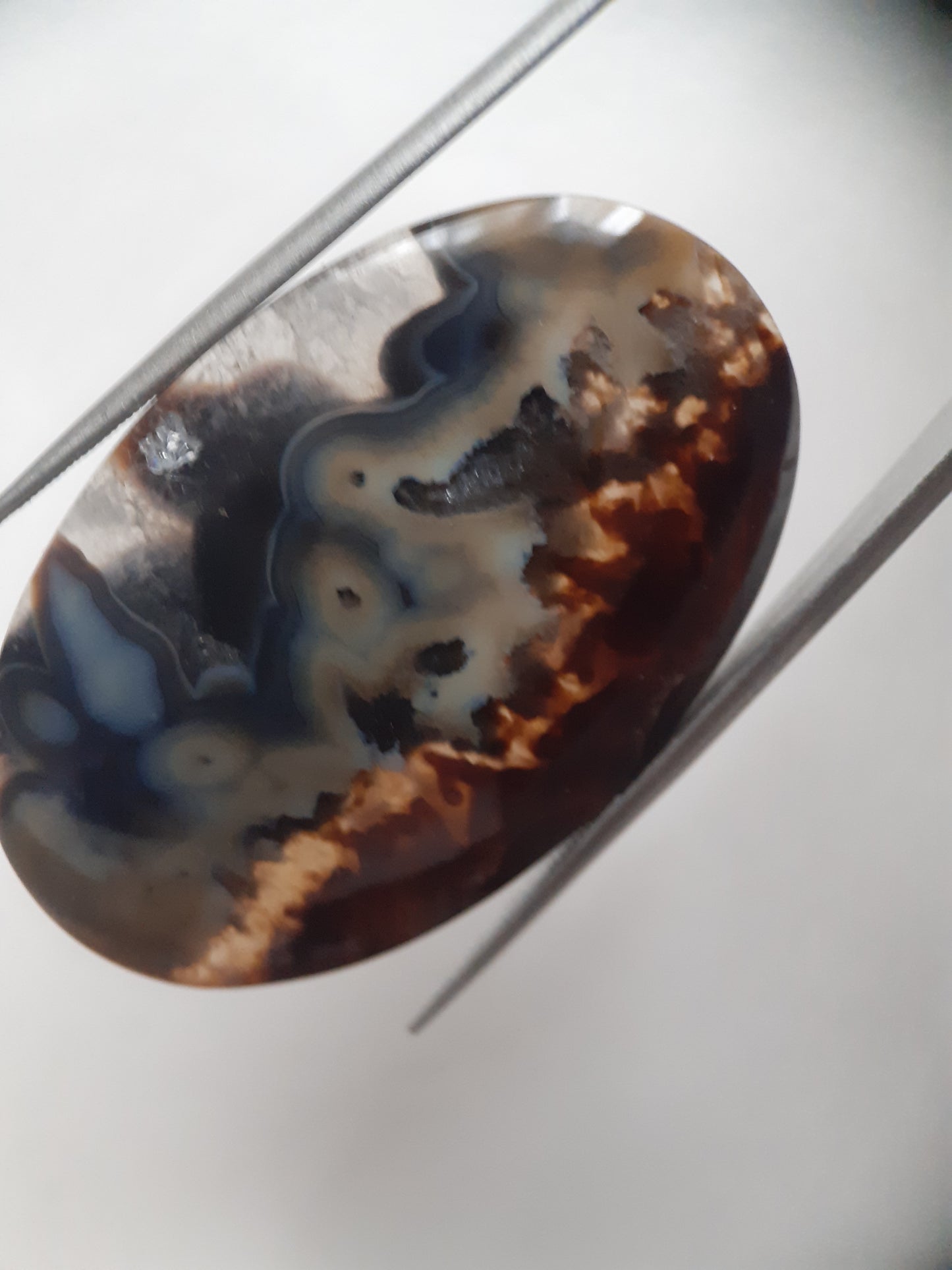 Natural blue and brown Agate - 45.244 ct - oval - rare sumatra palm root agate - Natural Gems Belgium