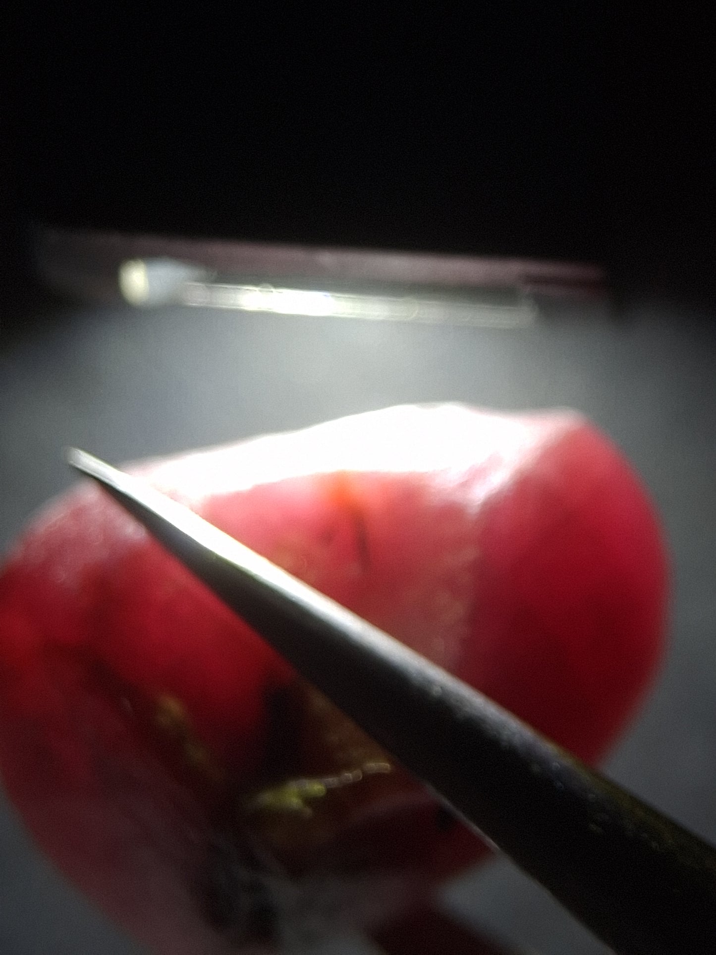 Natural Red Ruby - 21.545 ct - rough ruby - untreated - Africa - Natural Gems Belgium