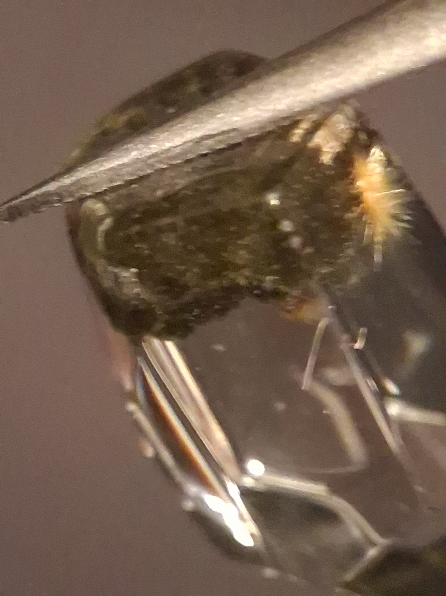 Crystal point of Phantom Quartz - gardenscape yellow flower in desert - collectors item