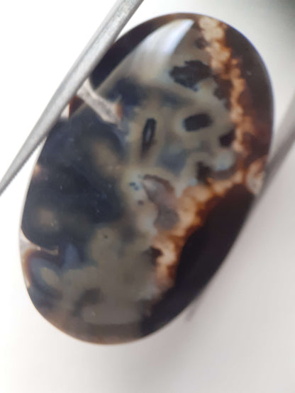 Natural blue and brown Agate - 41.153 ct - oval - rare sumatra palm root agate